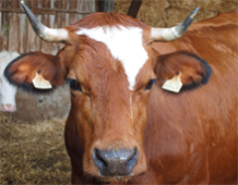 La Poterie à la Ferme est installée dans une Ferme bio.