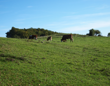 Paturage buccolique